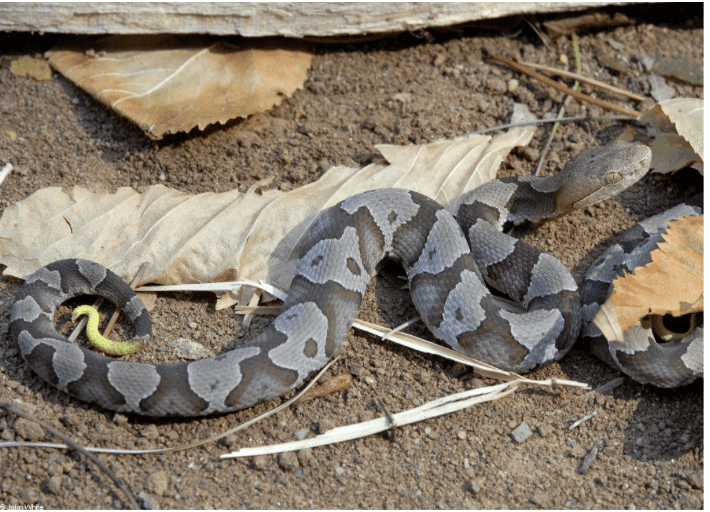 Eastern Copperheads have yellow tails.